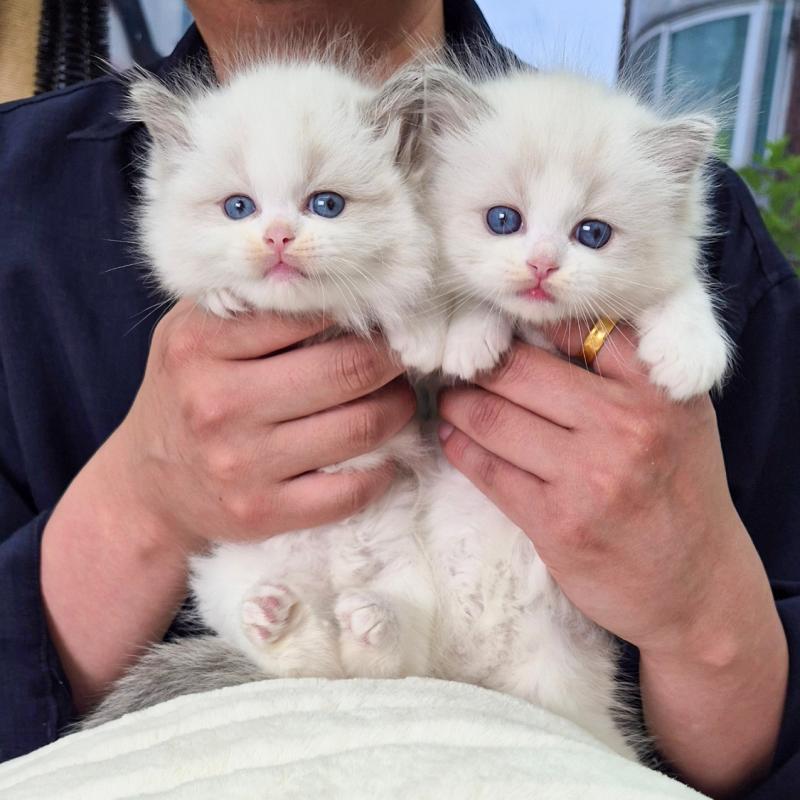 랙돌(Ragdoll)