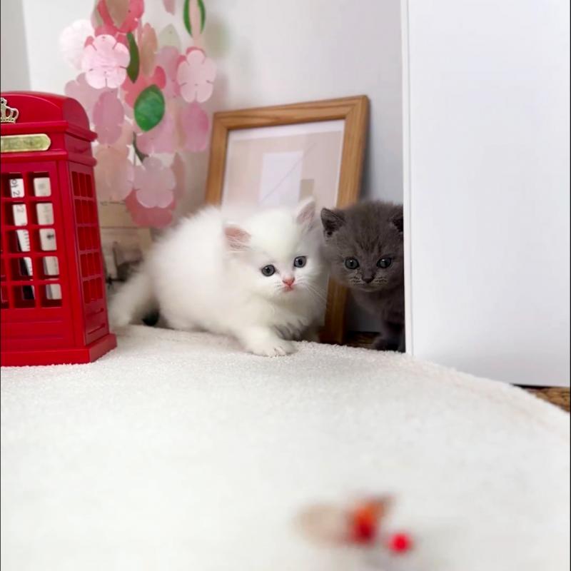 먼치킨(Munchkin)