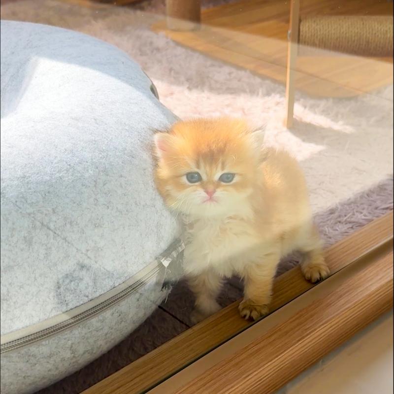 브리티쉬 롱헤어(British Longhair)