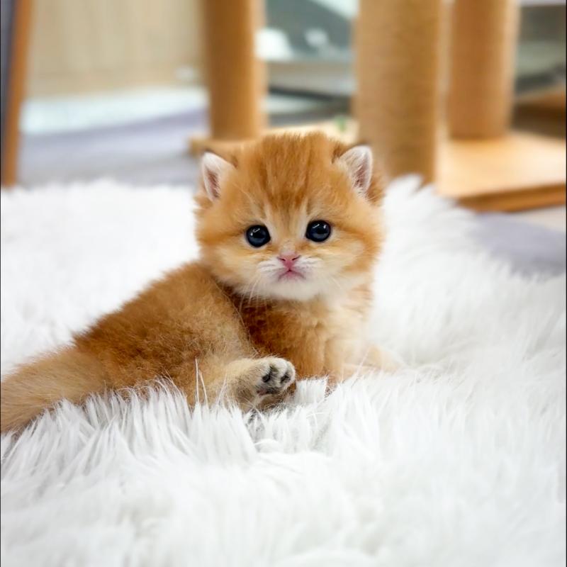 브리티시숏헤어(British Shorthair)
