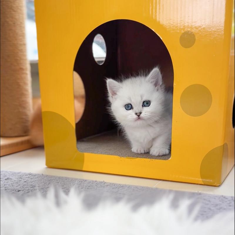먼치킨(Munchkin)